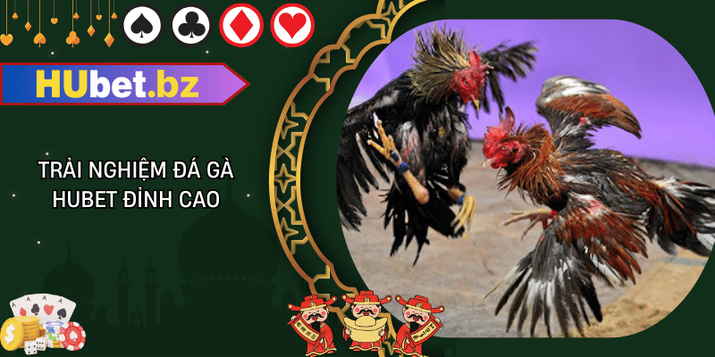 Trải nghiệm đá gà hubet đỉnh cao